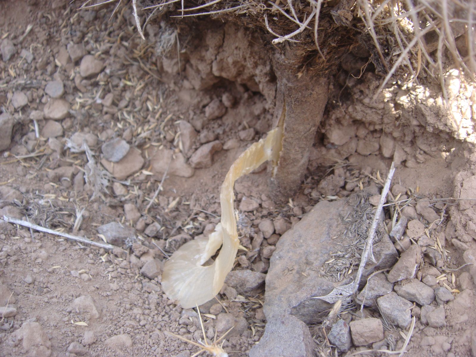 katira-zefreh2 کتیرا در روستای زفره
