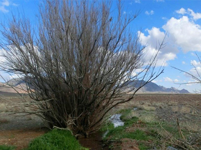 zefreh2 توصیف زفره در غالب شعر (شاعر:محمد علی رجاء)
